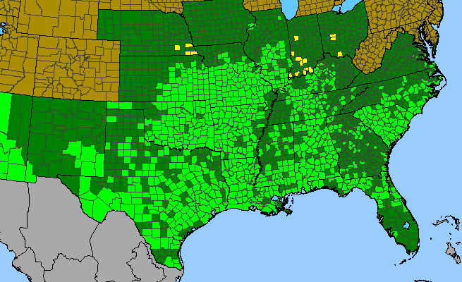The range of Nothoscordum bivalve
